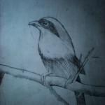 DSCN1382