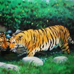 tigri 30x40 2004